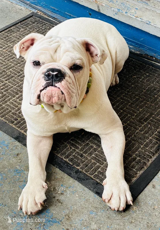 Polar – English Bulldog puppy for sale in Columbia, SC