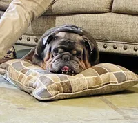 Roland, a male English Bulldog for sale in Columbia, SC – 3 of 4