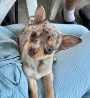 Otis, a male Chihuahua for sale in Columbia, SC – 3 of 4
