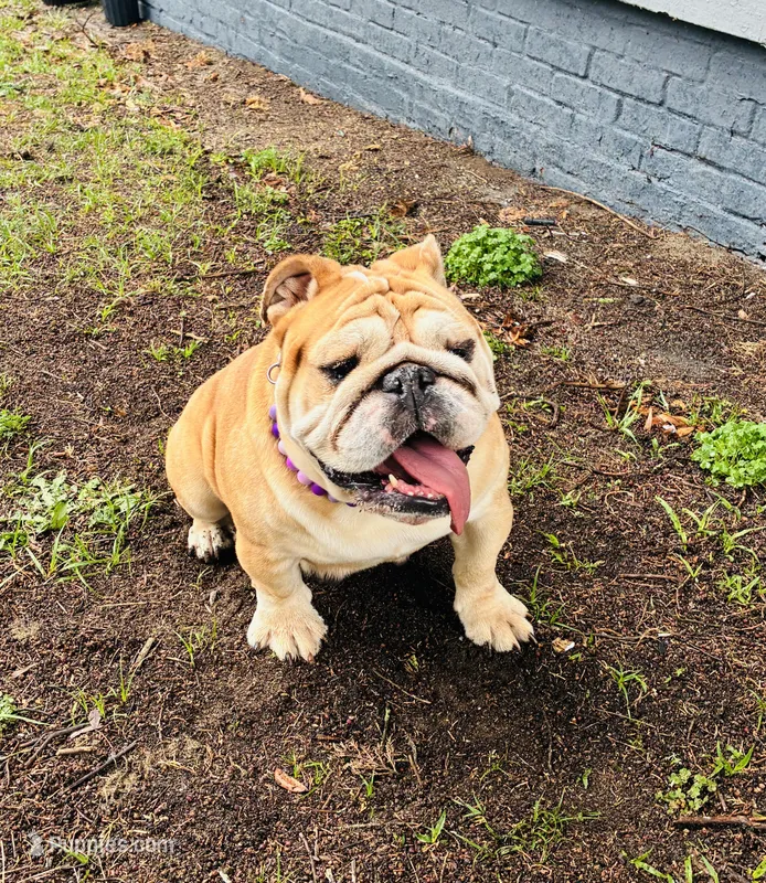 Goldie – English Bulldog puppy for sale in Columbia, SC
