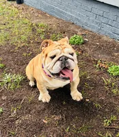 Goldie, a female English Bulldog for sale in Columbia, SC – 1 of 5
