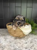 Chance , a male Cavapoo for sale in Kodak, TN – Photo 1 of 7