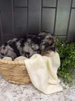 Chance , a male Cavapoo for sale in Kodak, TN – Photo 4 of 7