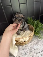 Chance , a male Cavapoo for sale in Kodak, TN – Photo 2 of 7