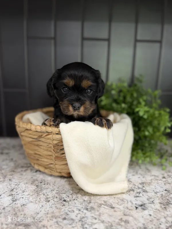 Shadow – Cavapoo puppy for sale in Kodak, TN