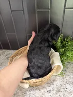 Shadow, a female Cavapoo for sale in Kodak, TN – Photo 3 of 6