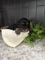 Shadow, a female Cavapoo for sale in Kodak, TN – Photo 2 of 6