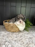 Sassy, a female Cavapoo for sale in Kodak, TN – Photo 2 of 7