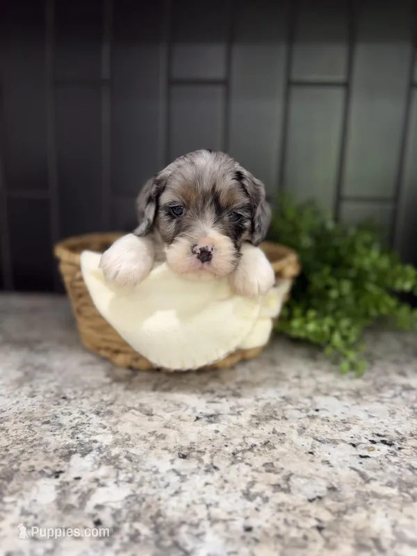 Sassy – Cavapoo puppy for sale in Kodak, TN