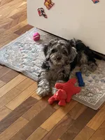 Sassy, a female Cavapoo for sale in Kodak, TN – Photo 7 of 7