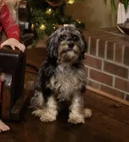 Sassy, a female Cavapoo for sale in Kodak, TN – Photo 5 of 7