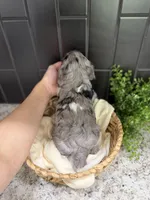 Sassy, a female Cavapoo for sale in Kodak, TN – Photo 4 of 7