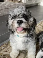 Sassy, a female Cavapoo for sale in Kodak, TN – Photo 6 of 7