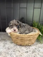 Sassy, a female Cavapoo for sale in Kodak, TN – Photo 3 of 7