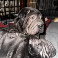 Rook, a male Chinese Shar-Pei for sale in Clarksville, TN – Photo 9 of 10