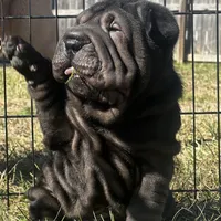 Rook, a male Chinese Shar-Pei for sale in Clarksville, TN – Photo 2 of 10