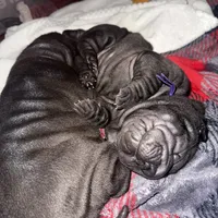 Rook, a male Chinese Shar-Pei for sale in Clarksville, TN – Photo 5 of 10