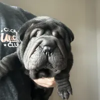 Rook, a male Chinese Shar-Pei for sale in Clarksville, TN – Photo 4 of 10