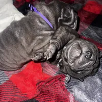 Rook, a male Chinese Shar-Pei for sale in Clarksville, TN – Photo 8 of 10