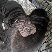 Rook, a male Chinese Shar-Pei for sale in Clarksville, TN – Photo 7 of 10