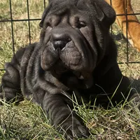 Rook, a male Chinese Shar-Pei for sale in Clarksville, TN – Photo 3 of 10