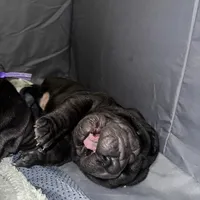 Rook, a male Chinese Shar-Pei for sale in Clarksville, TN – Photo 6 of 10