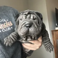 Iris, a female Chinese Shar-Pei for sale in Clarksville, TN – Photo 4 of 10