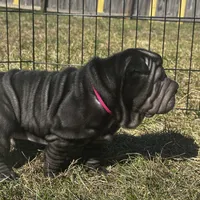 Iris, a female Chinese Shar-Pei for sale in Clarksville, TN – Photo 2 of 10