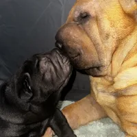 Iris, a female Chinese Shar-Pei for sale in Clarksville, TN – Photo 10 of 10