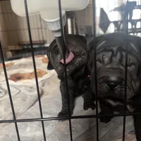 Iris, a female Chinese Shar-Pei for sale in Clarksville, TN – Photo 6 of 10