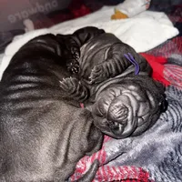 Iris, a female Chinese Shar-Pei for sale in Clarksville, TN – Photo 9 of 10