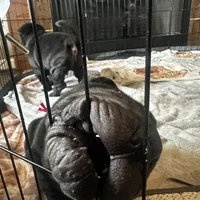 Iris, a female Chinese Shar-Pei for sale in Clarksville, TN – Photo 7 of 10