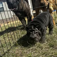 Iris, a female Chinese Shar-Pei for sale in Clarksville, TN – Photo 3 of 10
