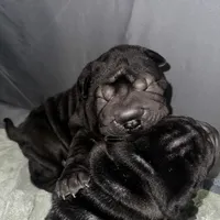 Iris, a female Chinese Shar-Pei for sale in Clarksville, TN – Photo 8 of 10