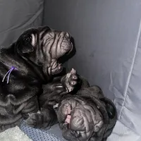 Iris, a female Chinese Shar-Pei for sale in Clarksville, TN – Photo 5 of 10