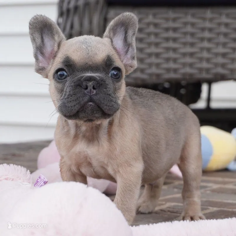 Franklin – French Bulldog puppy for sale in Austin, TX