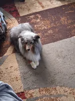 Grayson, a male Shetland Sheepdog for sale in Cassadaga, NY – 2 of 4