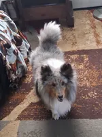 Grayson, a male Shetland Sheepdog for sale in Cassadaga, NY – 3 of 4