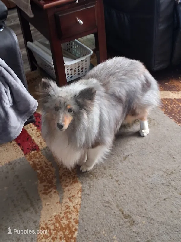 Grayson – Shetland Sheepdog puppy for sale in Cassadaga, NY