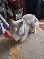 Grayson, a male Shetland Sheepdog for sale in Cassadaga, NY – 1 of 4