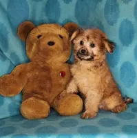 Biscuit, a male Maltese and Yorkshire Terrier for sale in Sequim, WA – Photo 4 of 6