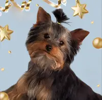 Biscuit, a male Maltese and Yorkshire Terrier for sale in Sequim, WA – Photo 6 of 6