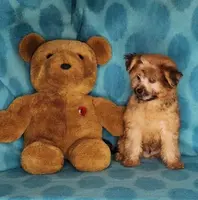 Biscuit, a male Maltese and Yorkshire Terrier for sale in Sequim, WA – Photo 2 of 6