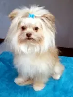 Biscuit, a male Maltese and Yorkshire Terrier for sale in Sequim, WA – Photo 5 of 6