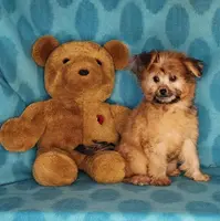 Biscuit, a male Maltese and Yorkshire Terrier for sale in Sequim, WA – Photo 1 of 6