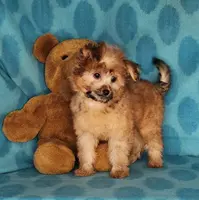 Biscuit, a male Maltese and Yorkshire Terrier for sale in Sequim, WA – Photo 3 of 6