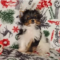 AKC Dash, a male Yorkshire Terrier for sale in Sequim, WA – Photo 3 of 6