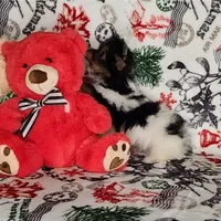 AKC Dash, a male Yorkshire Terrier for sale in Sequim, WA – Photo 2 of 6