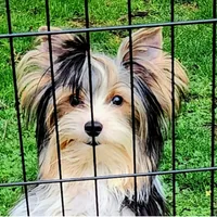 AKC Dash, a male Yorkshire Terrier for sale in Sequim, WA – Photo 5 of 6