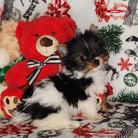 AKC Dash, a male Yorkshire Terrier for sale in Sequim, WA – Photo 1 of 6